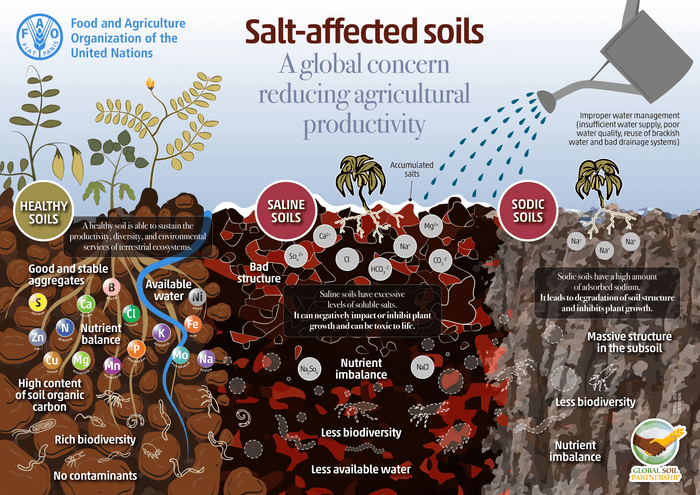 2021 FAO.org Poster for Salt-affected soils